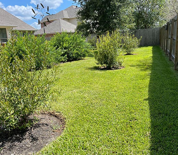 area of lawn where grass was planted to replace bare area