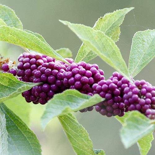 American Beautyberry