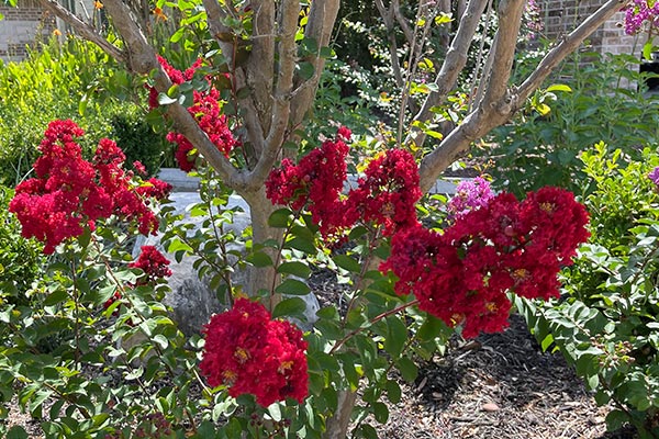 mulch in a flowerbed