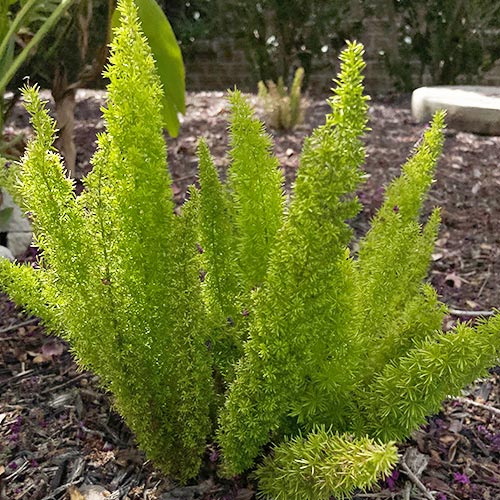 Asparagus Fern