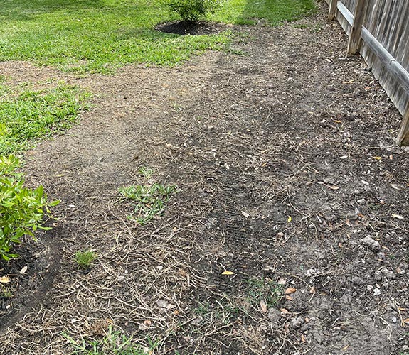 area of lawn where grass died and bare dirt is showing