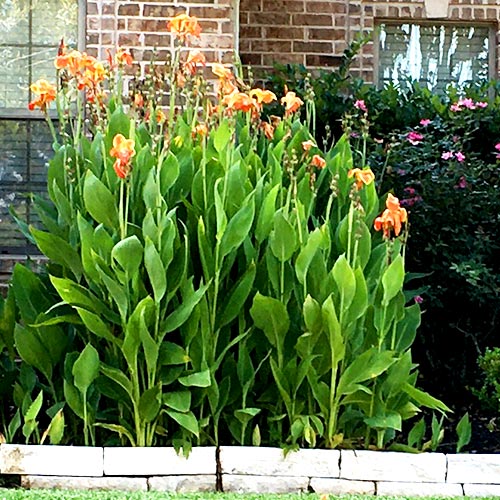 Canna Lily