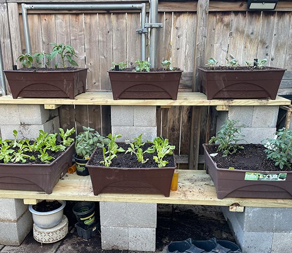 vegetable plants in the container garden