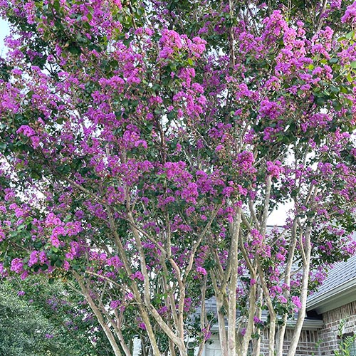 Crape Myrtle