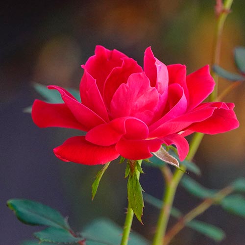 Double Knock-out Rose