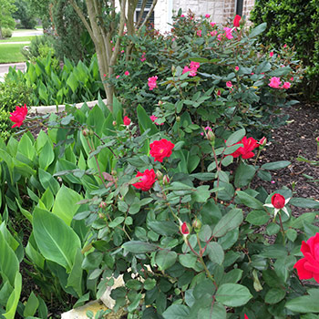 flowerbed with no weeds