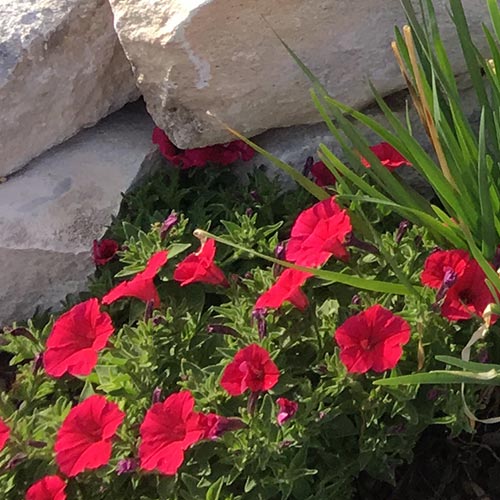 Red Garden Petunia