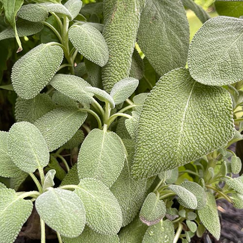 Garden Sage