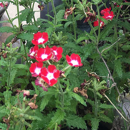 Garden Verbena