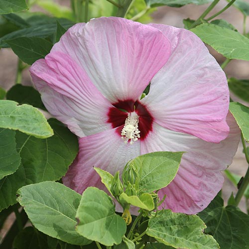 Hibiscus