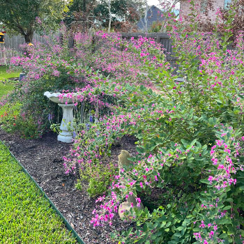 large plants in backyard landscape in College Station