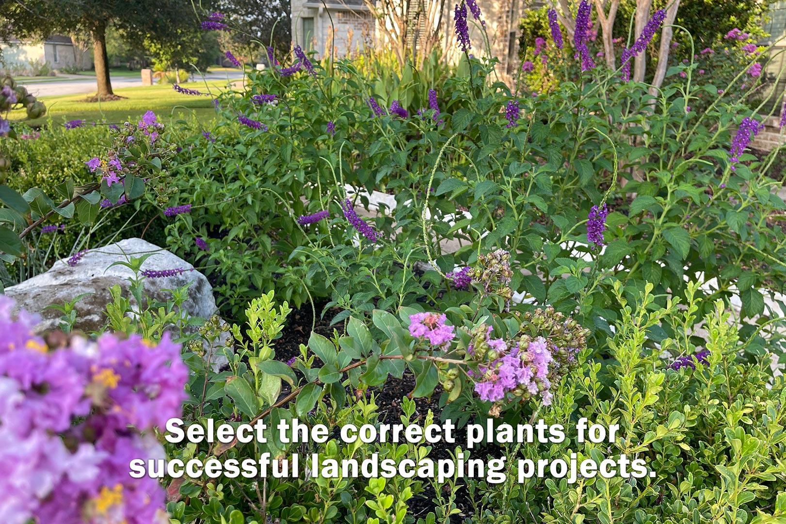 flowers growing in flowerbed landscape