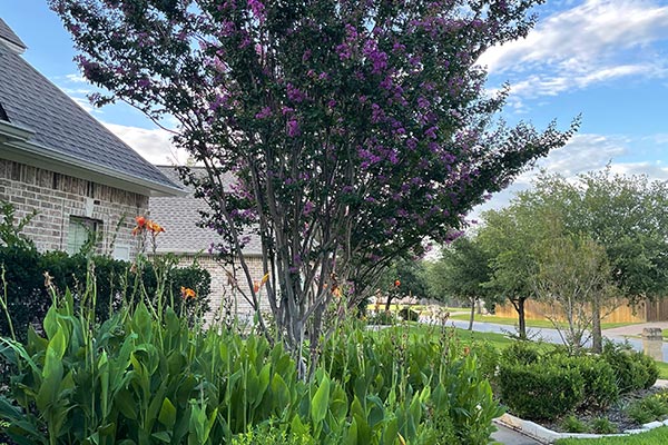 landscaping in front of home in College Station