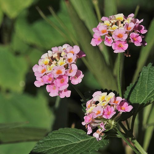 Lantana