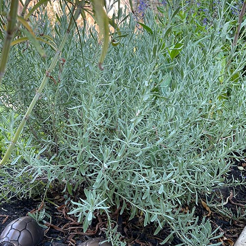 English Lavender