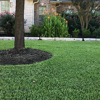 mowed lawn in College Station