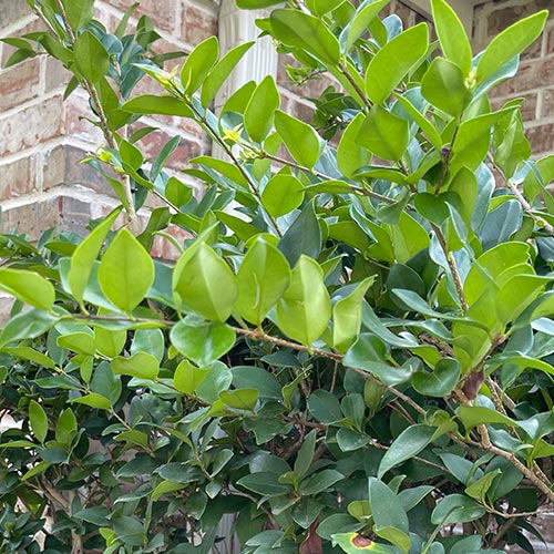 Ligustrum