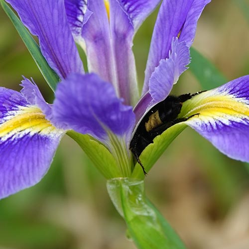 Louisiana Iris