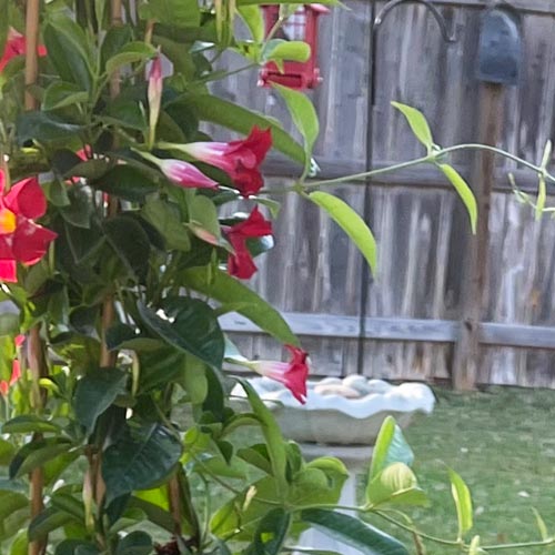 Mandevilla