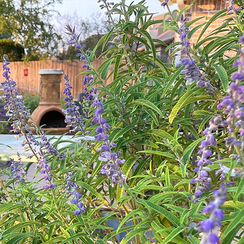 Mealy Cup Sage in Central Texas garden