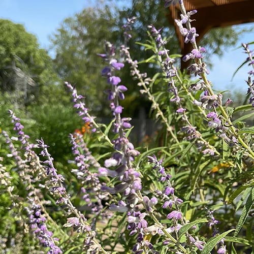 Mexican Bush Sage