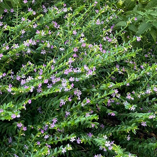 Mexican Heather