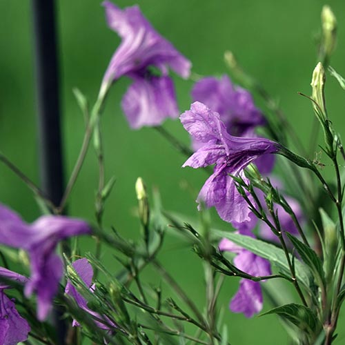 Mexican Petunia