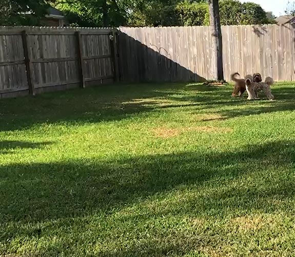 bare backyard in need of flowerbed