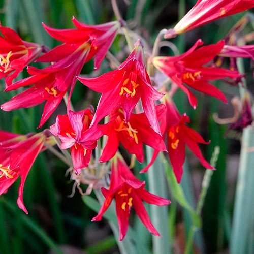 Oxblood Lily