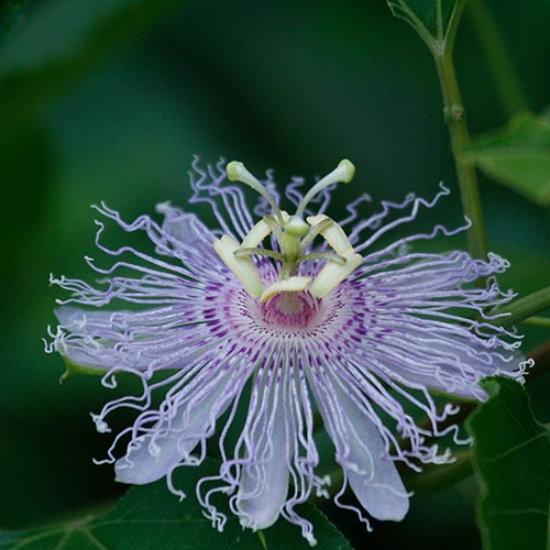 Passion Flower