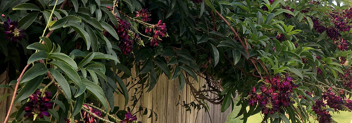 vines blooming on fence were planted in spring