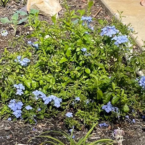 Plumbago