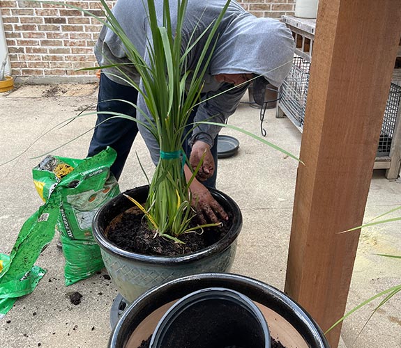 Jose Gamez potting a new plant in large container