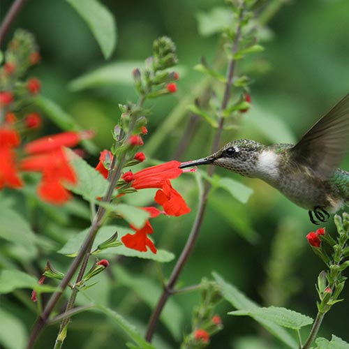 Red Salvia