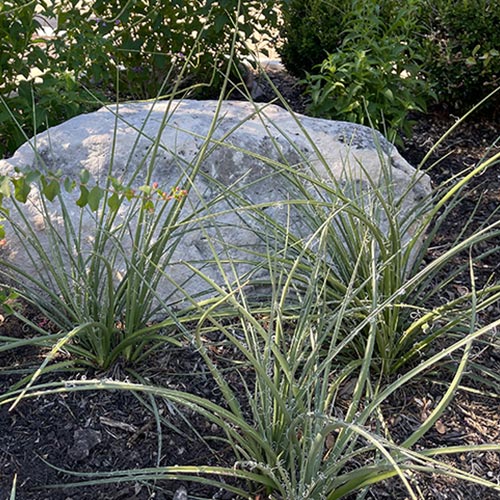 red yucca plant in flowerbed requires little water