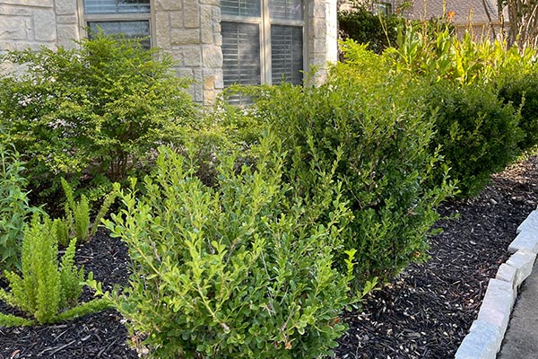 selection of boxwood and privwet for landscape around home