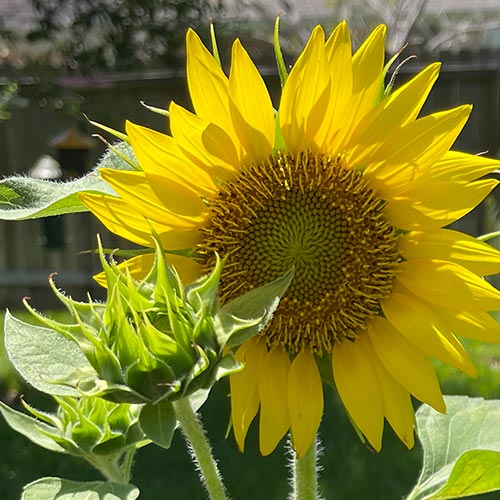 Sunflower