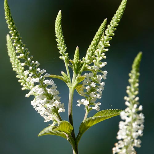 Sweet Almond Verbena