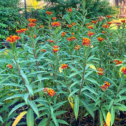 Tropical Milkweed