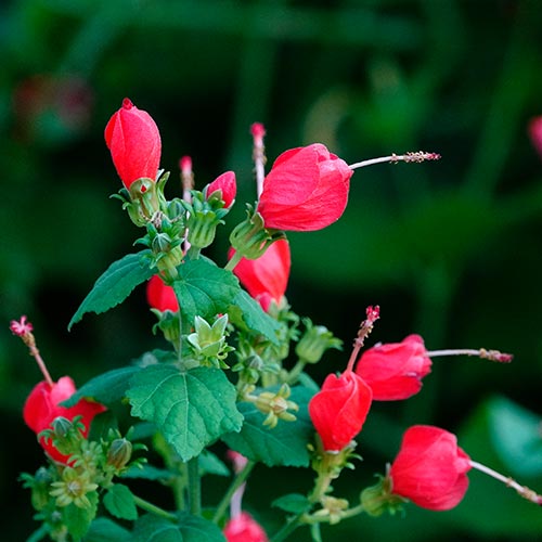 Turk's Cap