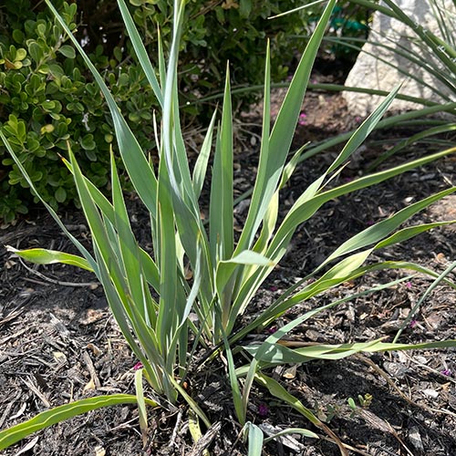 Twisted Leaf Yucca