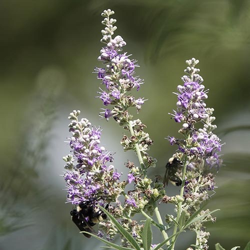 Vitex