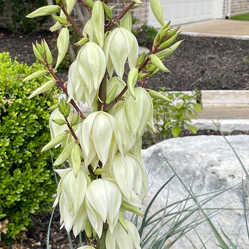 Weak Leaf Yucca