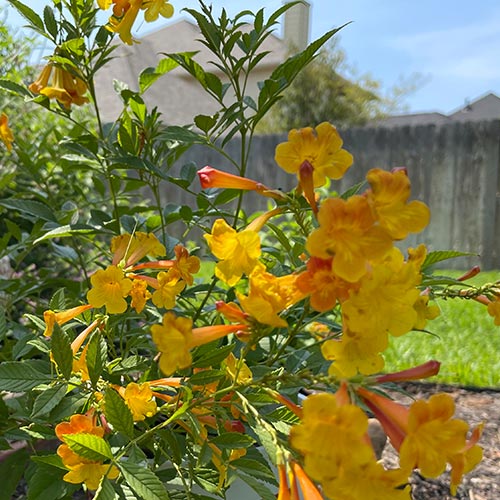 Yellow Bells