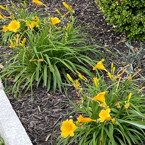 Yellow Daylily