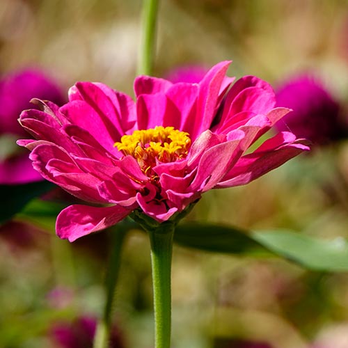 Zinnia